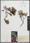 Foto von Salix myrsinites L.